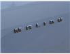 2023 Chevrolet Malibu 2LT (Stk: N230153) in Stony Plain - Image 4 of 48